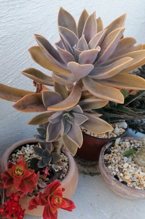 Graptoveria 'Fred Ives'