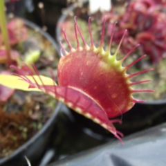 Dionaea muscipula 'Chunky'