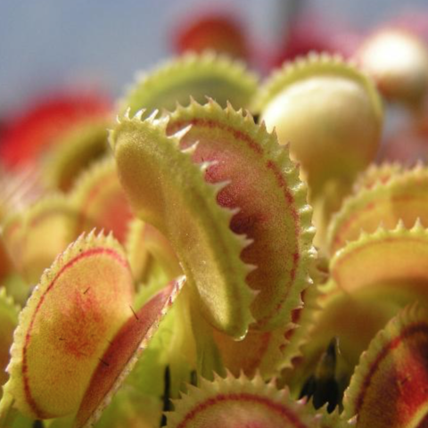 Dionaea muscipula 'Dentate'