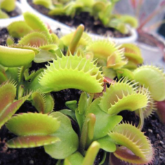 Dionaea muscipula 'Dentate' en internet