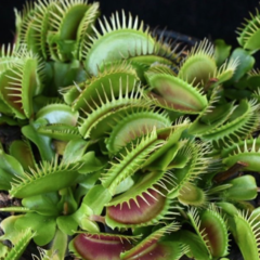 Dionaea muscipula 'Fine Tooth x Red' en internet