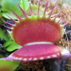 Dionaea muscipula 'Fine Tooth x Red' - comprar en línea