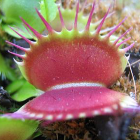 Dionaea muscipula 'Fine Tooth x Red'