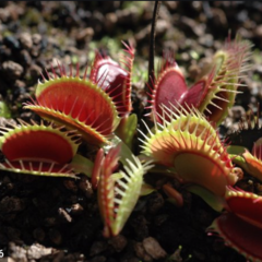 Dionaea muscipula 'Fine Tooth x Red' - Suculentas Dzityá