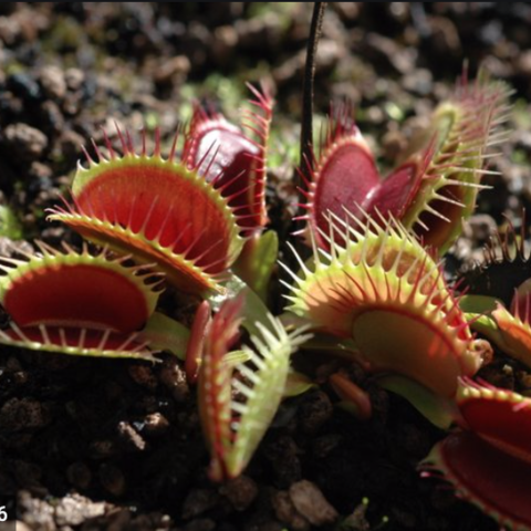 Dionaea muscipula 'Fine Tooth x Red'