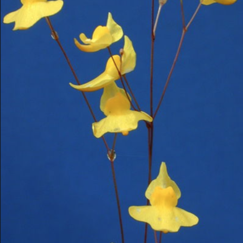 Utricularia subulata