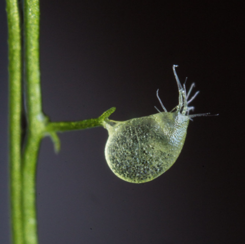 Utricularia gibba