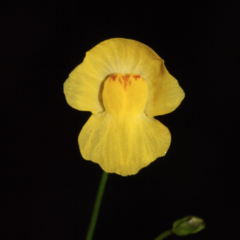 Utricularia gibba - comprar en línea