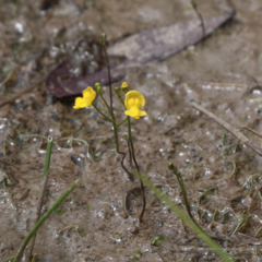 Utricularia gibba - Suculentas Dzityá