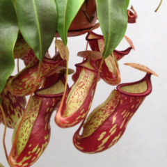 Nepenthes x Gaya en internet