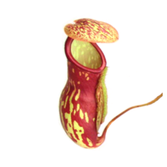 Nepenthes x Gaya - comprar en línea