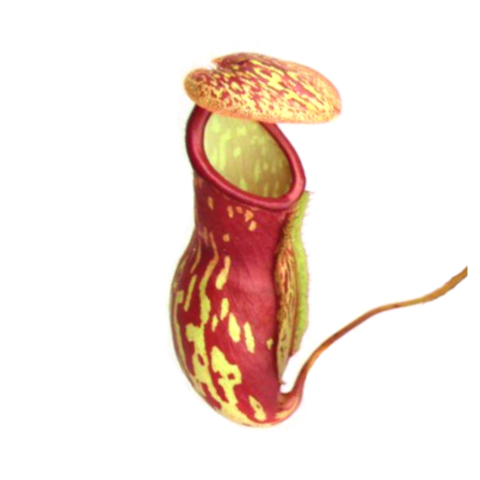 Nepenthes x Gaya