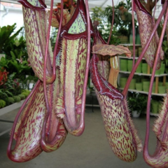 Nepenthes x Miranda en internet