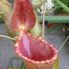 Nepenthes lowii x ventricosa "Red" - comprar en línea