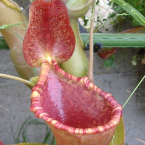Nepenthes lowii x ventricosa "Red"