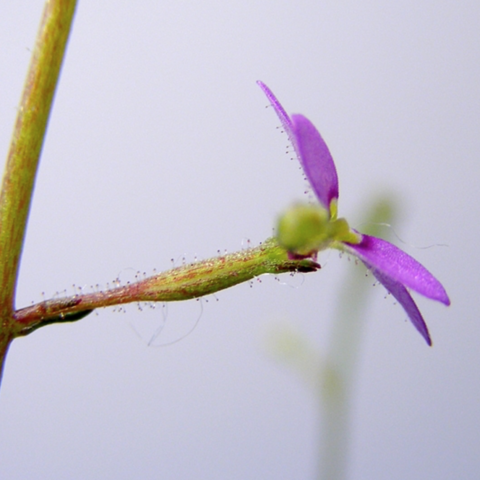 Stylidium debile