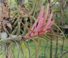 Imagen de Tillandsia paucifolia