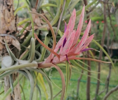 Tillandsia paucifolia