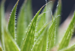 Haworthia marumiana viridis - comprar en línea