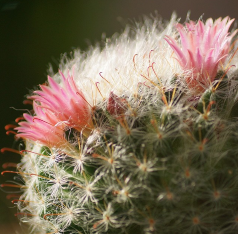 Mammillaria bocasana roseiflora