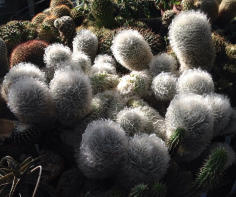 Mammillaria bocasana