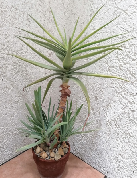 Aloe lineata var. muirii