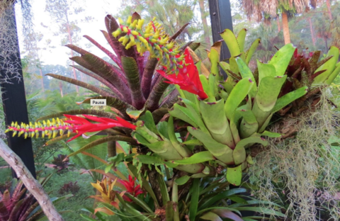 Aechmea nudicaulis