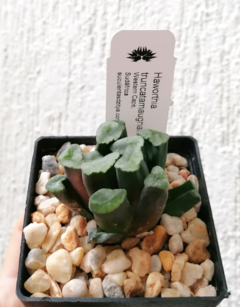 Haworthia truncata maughani - comprar en línea