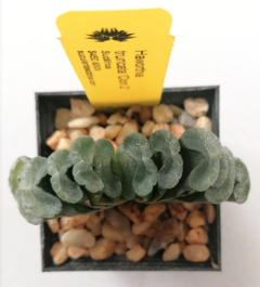 Haworthia truncata (Clon 2) - comprar en línea