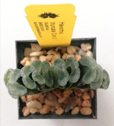 Haworthia truncata (Clon 2)