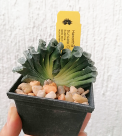 Haworthia truncata (Clon 2) - Suculentas Dzityá