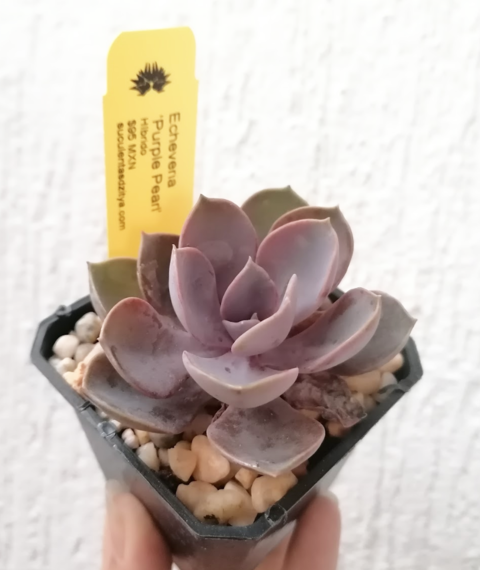 Echeveria 'Purple Pearl'