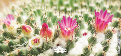 Taza modelo Mammillaria con flores