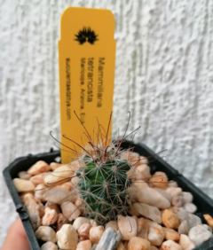 Mammillaria tetrancistra - comprar en línea