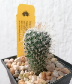 Semillas Mammillaria haageana conspicua - comprar en línea