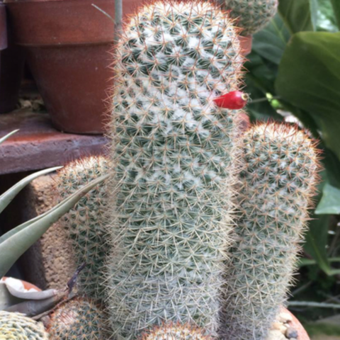 Surtido de Cactus