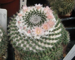 Mammillaria formosa pseudocrucigera - comprar en línea