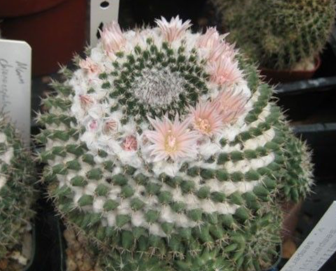 Mammillaria formosa pseudocrucigera