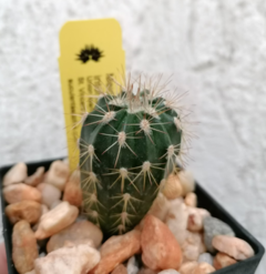 20 cactus surtidos de 2" - comprar en línea