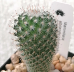 20 cactus surtidos de 2" - Suculentas Dzityá