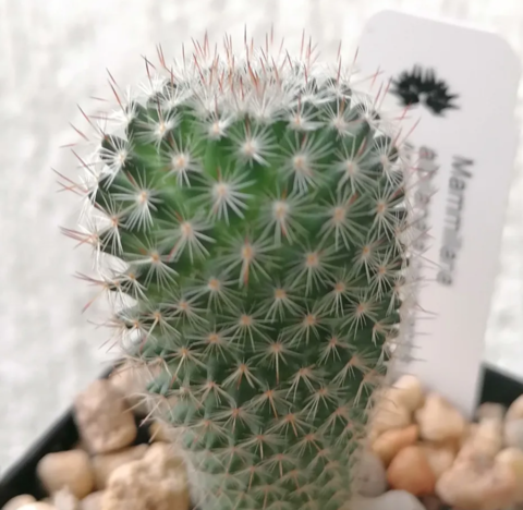 20 cactus surtidos de 2"