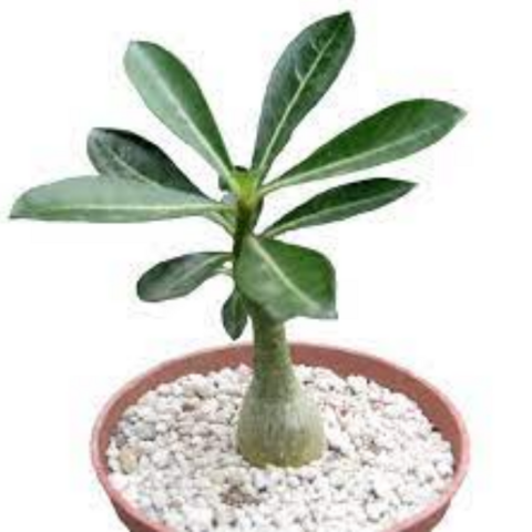 Adenium obesum