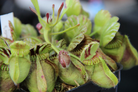 Cephalotus folicularis