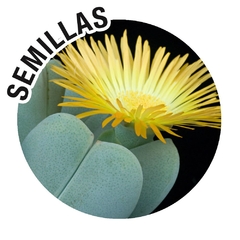 Semillas Cheiridopsis Mix