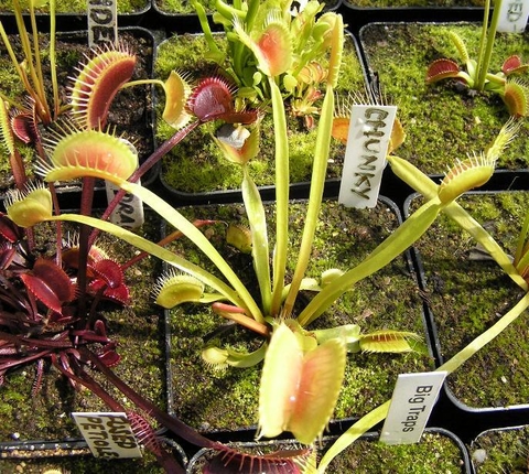 Dionaea muscipula 'Chunky'