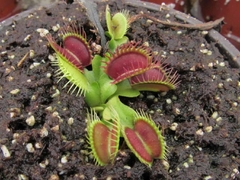 Dionaea muscipula 'Chunky' - comprar en línea