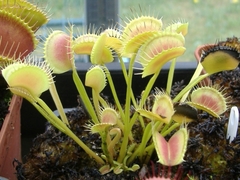 Dionaea muscipula 'Chunky' en internet