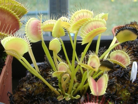 Dionaea muscipula 'Chunky'