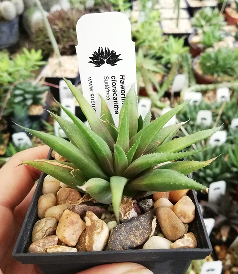 Haworthia cloracantha