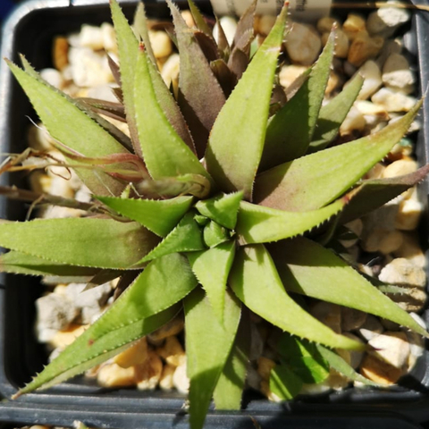 Haworthia cloracantha